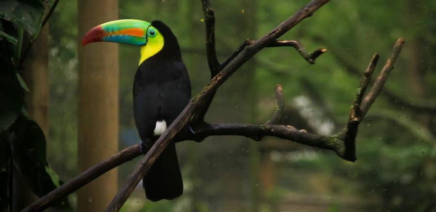 Keel-billed toucan - bird with large, brightly-coloured beak in forest setting Keel-billed toucan - bird with large, brightly-coloured beak in forest setting