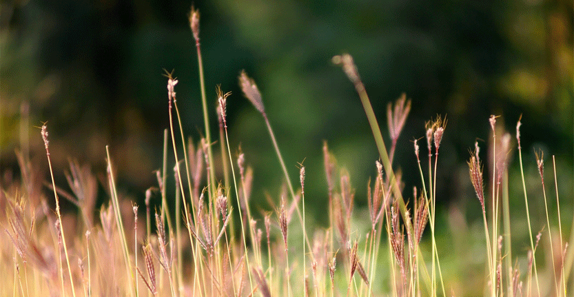 Grass.png