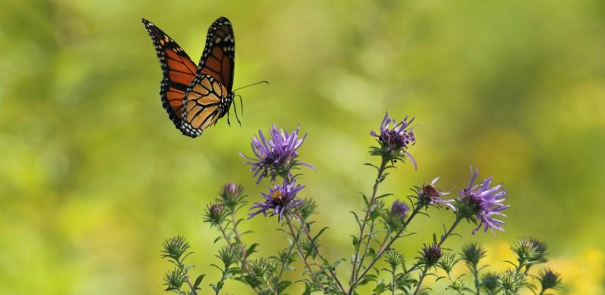 butterfly