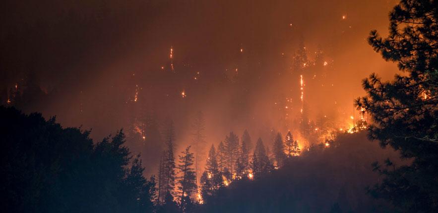 Forest fire