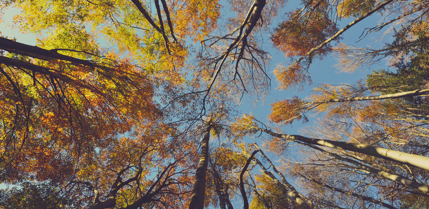 Looking up at the tree cano