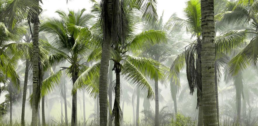 Palm trees