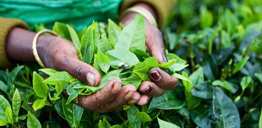 Tea pickers Tea pickers