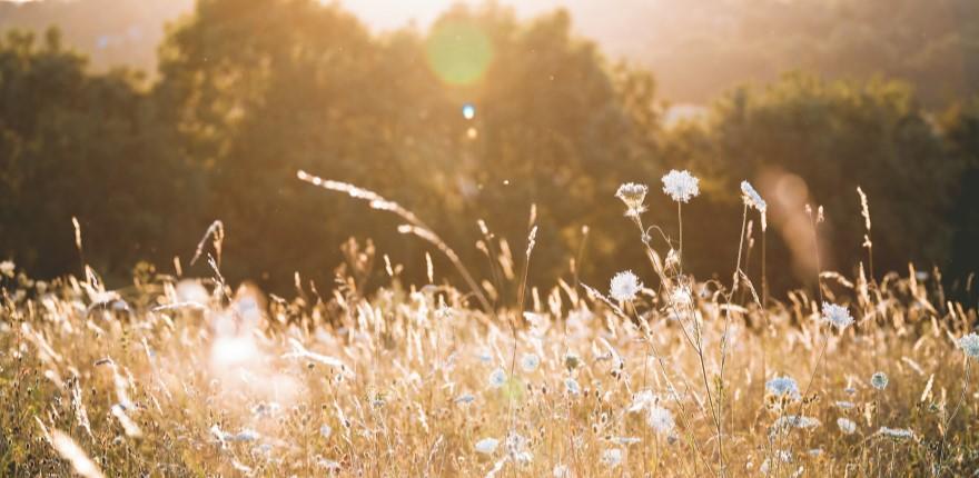 wildflower meadow