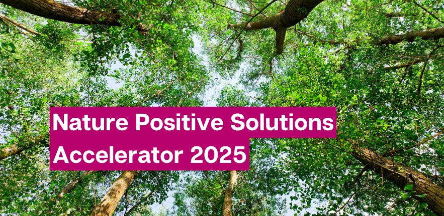 Nature Positive Solutions Accelerator You are lying on the ground looking up at a Canopy of trees branches and leaves, and through the canopy you can see the sky, which makes a network of blue veins between the greens.