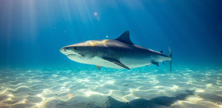 Tiger shark swimming underwater, with sunlight filtering through onto sandy seabed